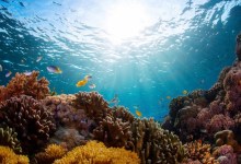 Researchers Uncover ‘Treasure Trove’ of Bioactive Molecules in Coral Reefs