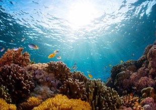Researchers Uncover ‘Treasure Trove’ of Bioactive Molecules in Coral Reefs