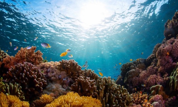 Researchers Uncover ‘Treasure Trove’ of Bioactive Molecules in Coral Reefs