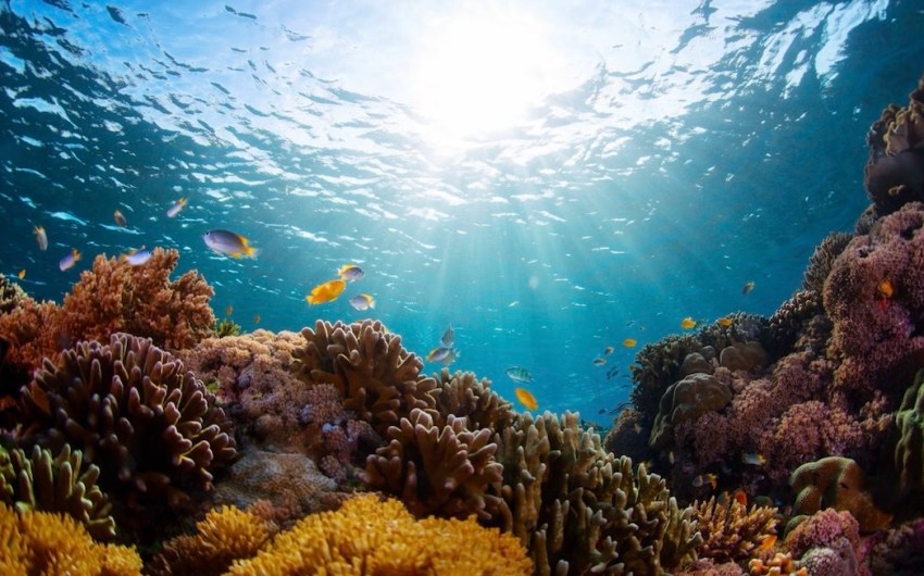 Researchers Uncover ‘Treasure Trove’ of Bioactive Molecules in Coral Reefs