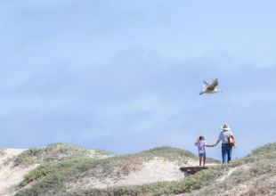 Carpinteria Seeks Community Collaboration on Living Shoreline Project