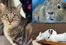 Louie Louie, Mia & Clara, and Grayson