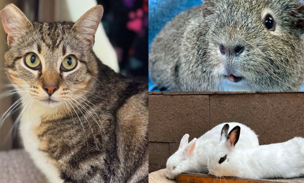 Louie Louie, Mia & Clara, and Grayson