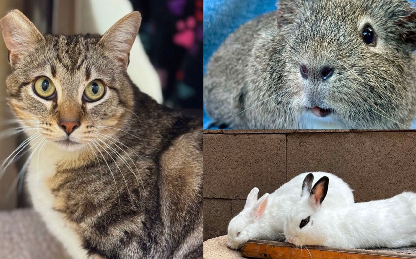 Louie Louie, Mia & Clara, and Grayson