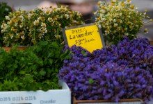 bouchon – The Farmer + The Cook + The Winemaker