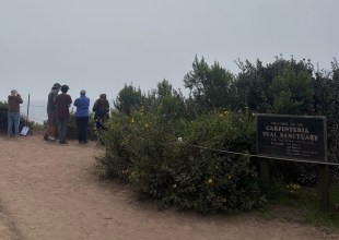 On a Mission to Protect Carpinteria’s Harbor Seal Colony
