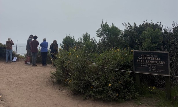On a Mission to Protect Carpinteria’s Harbor Seal Colony