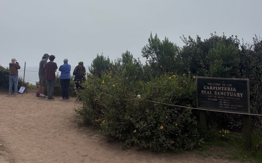 On a Mission to Protect Carpinteria’s Harbor Seal Colony