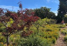 Santa Barbara’s Mesa Harmony Garden Is a ‘Food Forest’