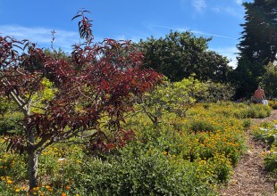 Santa Barbara’s Mesa Harmony Garden Is a ‘Food Forest’