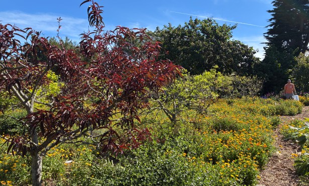 Santa Barbara’s Mesa Harmony Garden Is a ‘Food Forest’