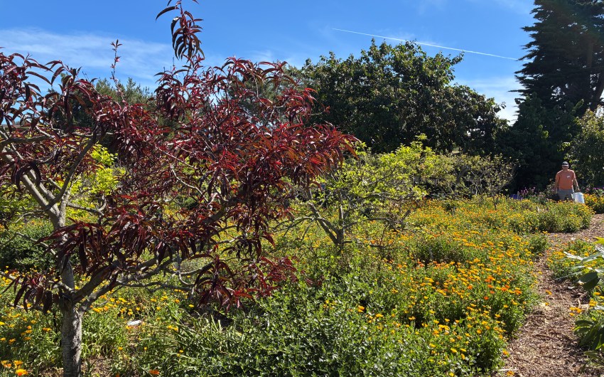 Santa Barbara’s Mesa Harmony Garden Is a ‘Food Forest’