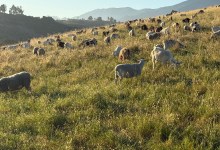 The Rites of Spring in the Hills of Summerland