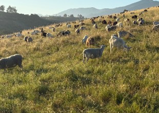 The Rites of Spring in the Hills of Summerland