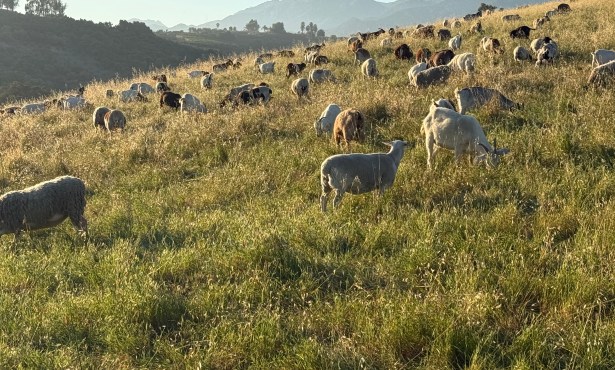 The Rites of Spring in the Hills of Summerland