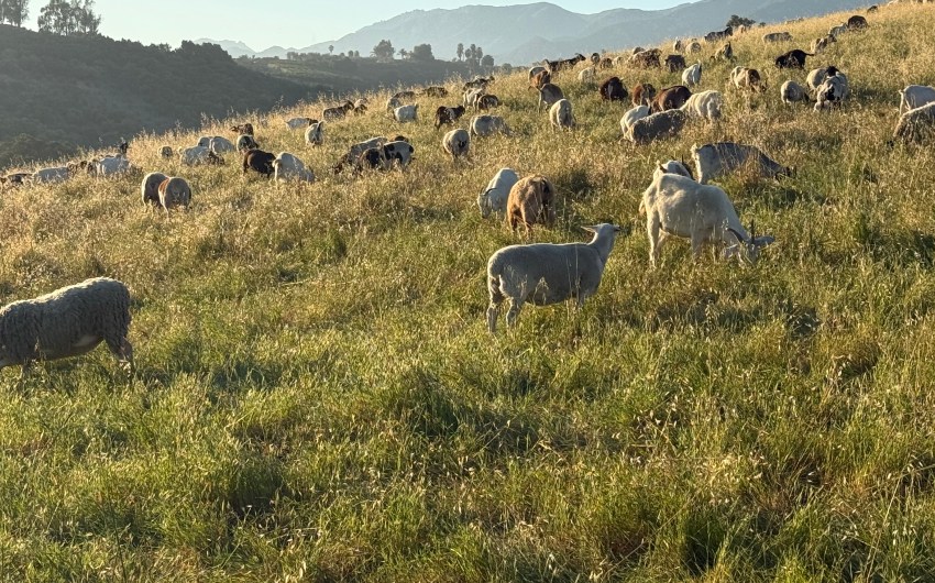 The Rites of Spring in the Hills of Summerland