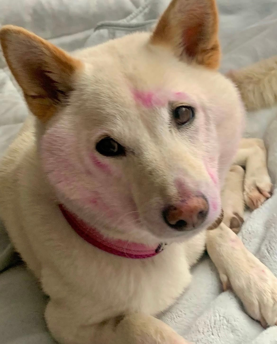 The Home Page | Painted Paws and a Private Adobe Oasis