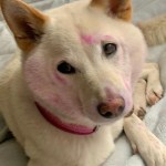 The Home Page | Painted Paws and a Private Adobe Oasis