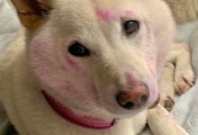 The Home Page | Painted Paws and a Private Adobe Oasis