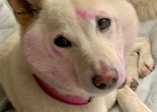 The Home Page | Painted Paws and a Private Adobe Oasis