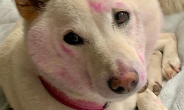 The Home Page | Painted Paws and a Private Adobe Oasis