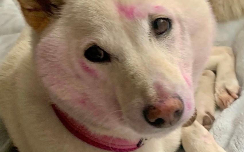 The Home Page | Painted Paws and a Private Adobe Oasis