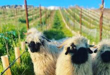 Wanderment Farms Tour + Tasting