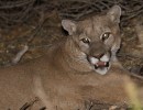 Mountain Lion Sightings Reported in Santa Barbara
