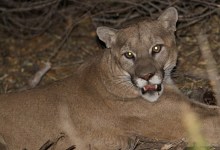 Mountain Lion Sightings Reported in Santa Barbara