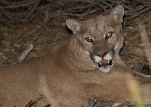 Mountain Lion Sightings Reported in Santa Barbara