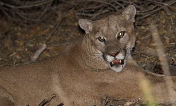 Mountain Lion Sightings Reported in Santa Barbara