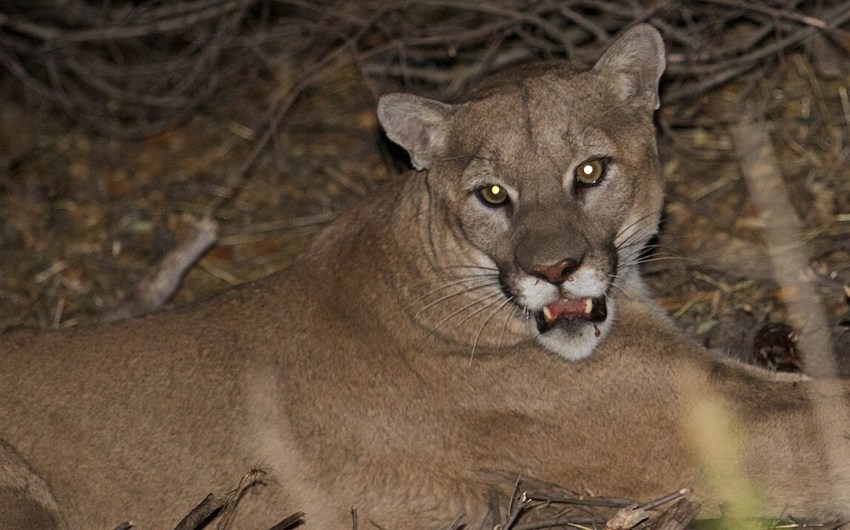 Mountain Lion Sightings Reported in Santa Barbara