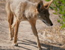 Dogwalker Reports Coyote Attack on Dog at Lake Los Carneros Park in Goleta