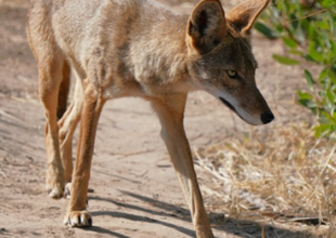 Dogwalker Reports Coyote Attack on Dog at Lake Los Carneros Park in Goleta