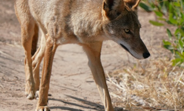 Dogwalker Reports Coyote Attack on Dog at Lake Los Carneros Park in Goleta