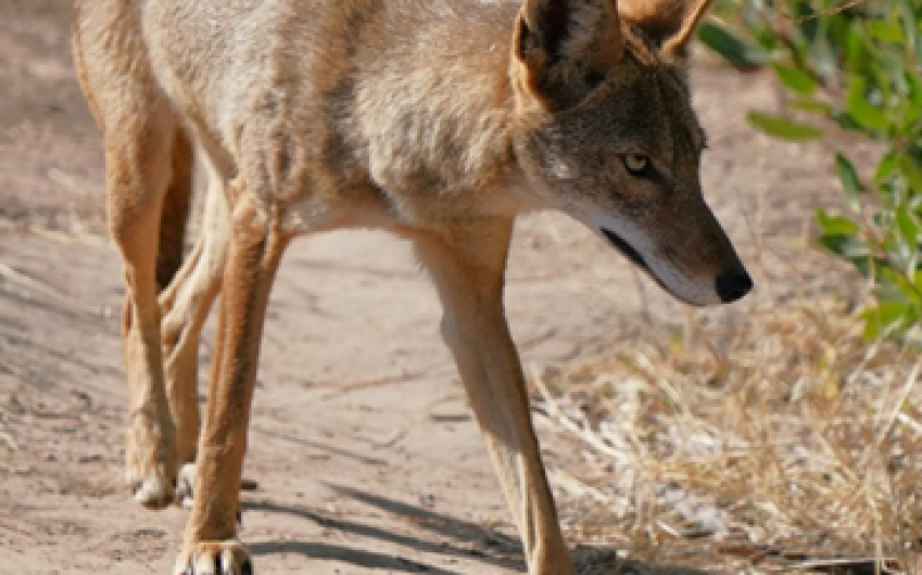 Dogwalker Reports Coyote Attack on Dog at Lake Los Carneros Park in Goleta