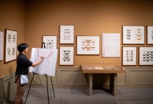 The Art of Science: Drawing Butterflies & Moths