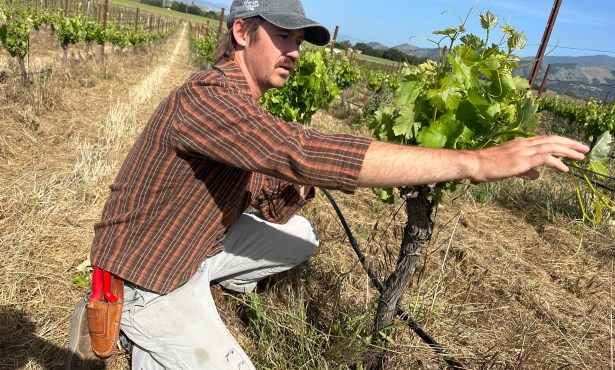 The Hands-On Hard Work of Mazette Wines