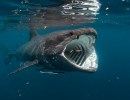 Science Pub: Sharks Basking in Online Attention