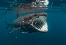 Science Pub: Sharks Basking in Online Attention