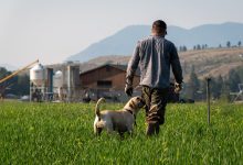 Learn about Grains, Digestion, and Organic Farming