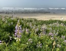 Tour of Coal Oil Point Reserve
