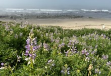Tour of Coal Oil Point Reserve