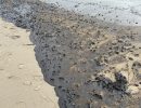 Oil Blankets Beach Near UC Santa Barbara