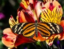 Butterflies Alive! Exhibit Opens