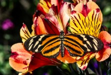 Butterflies Alive! Exhibit Opens