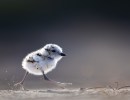 Snowy Plover Docent Training