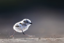 Snowy Plover Docent Training