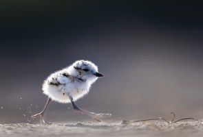Snowy Plover Docent Training