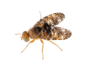Have UCSB Researchers Come Up with a Solution to the Cape Ivy Invasion?